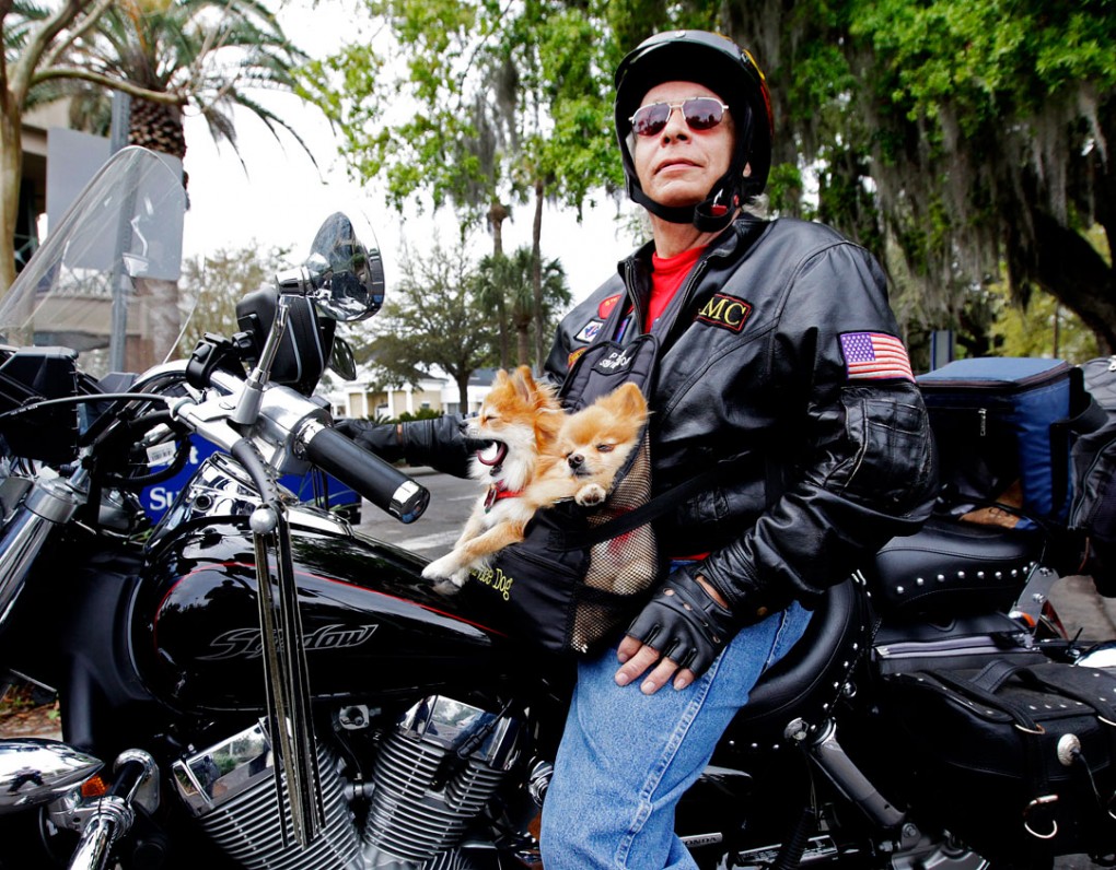 Biker Dogs