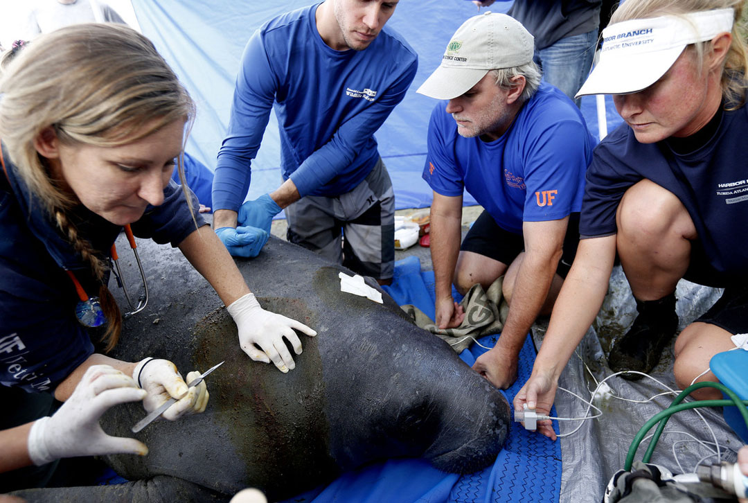 Veterinarians work to collect data and insert a tag during the USGS manatee captures and health assessments on Wednesday, Dec. 9, 2015 in Crystal River, FL. A team of scientists, veterinarians and volunteers spent two days capturing manatees to gather health data. This was the 10th year of the assessments. The program monitors the status of the regional population of Florida manatees. Matt Stamey/Staff photographer