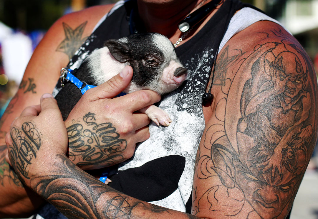 Shaun Whitmer holds Panda, a miniature pig, during the Christmas Festival and Parade on Saturday, Dec. 12, 2015 in Hawthorne, FL. Matt Stamey/Staff photographer
