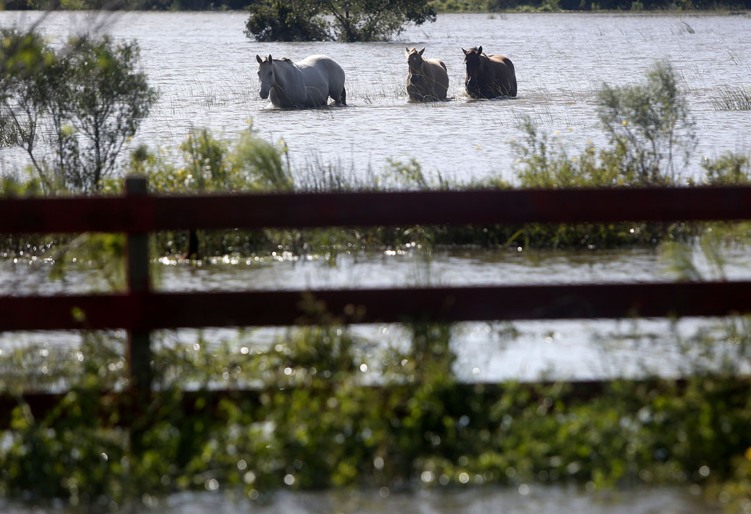 Horses walk through a flooded field off SR207 after Hurricane Matthew on Friday, Oct. 8, 2016 in St. Spuds, FL. Matt Stamey/Gainesville Sun