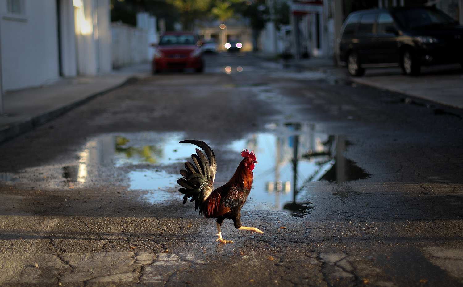 on Wednesday, June 28, 2017 in Key West, Florida. (Photo by Matt Stamey/Santa Fe College)