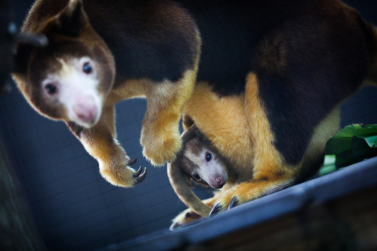 The female Matschie's Tree Kangaroo with her joey in their enclosure at the Santa Fe College Teaching Zoo on Thursday, Nov 2, 2017 in Gainesville, FL. *** Subjects have Releases ***