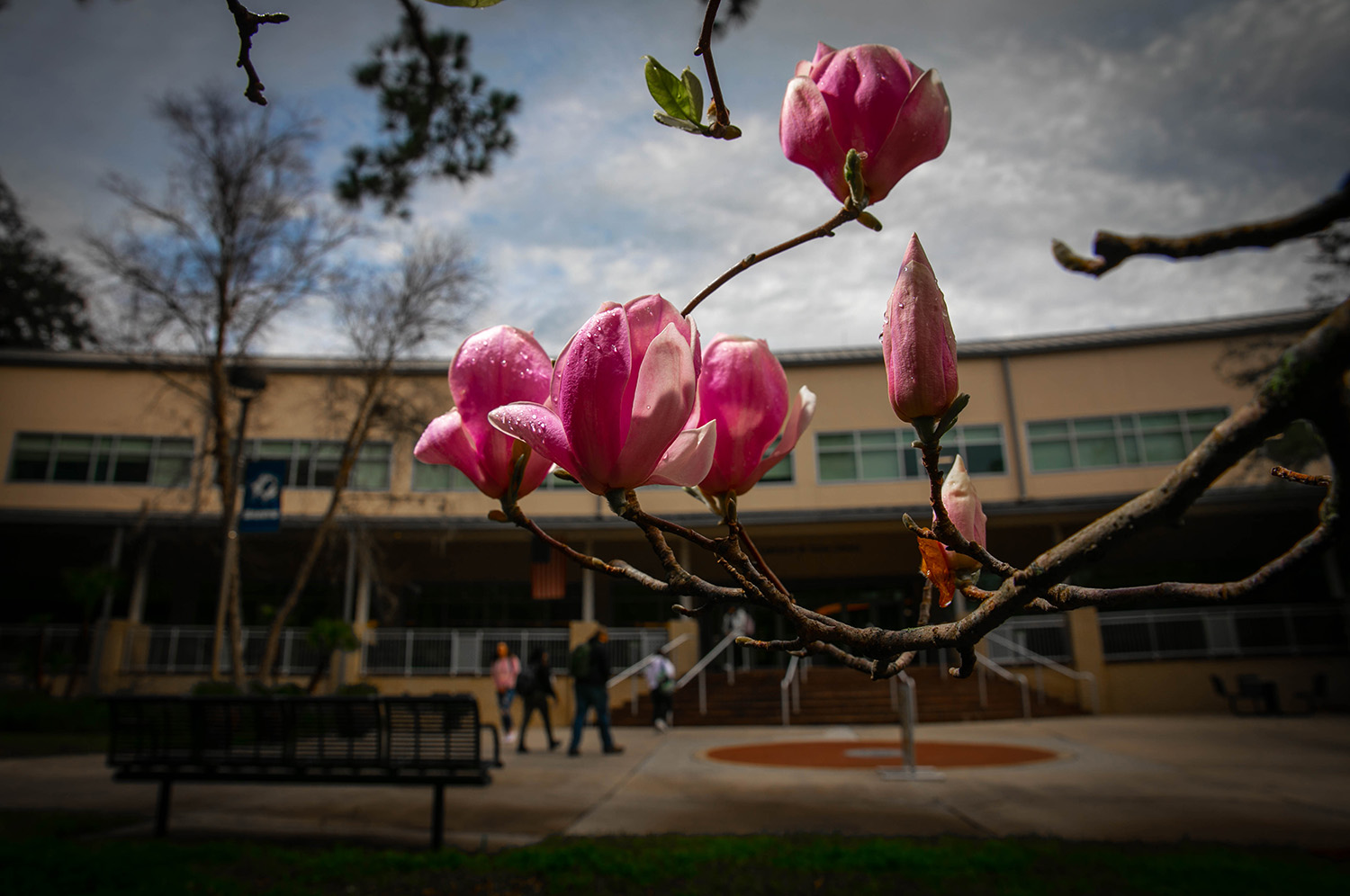 A Chinese magnolia tree blooms outside the Lawrence W. Tyree Library at Santa Fe College photographed on Jan. 29, 2020 in Gainesville, Fla.  (Matt Stamey/Santa Fe College ) ***Subjects Have Releases***