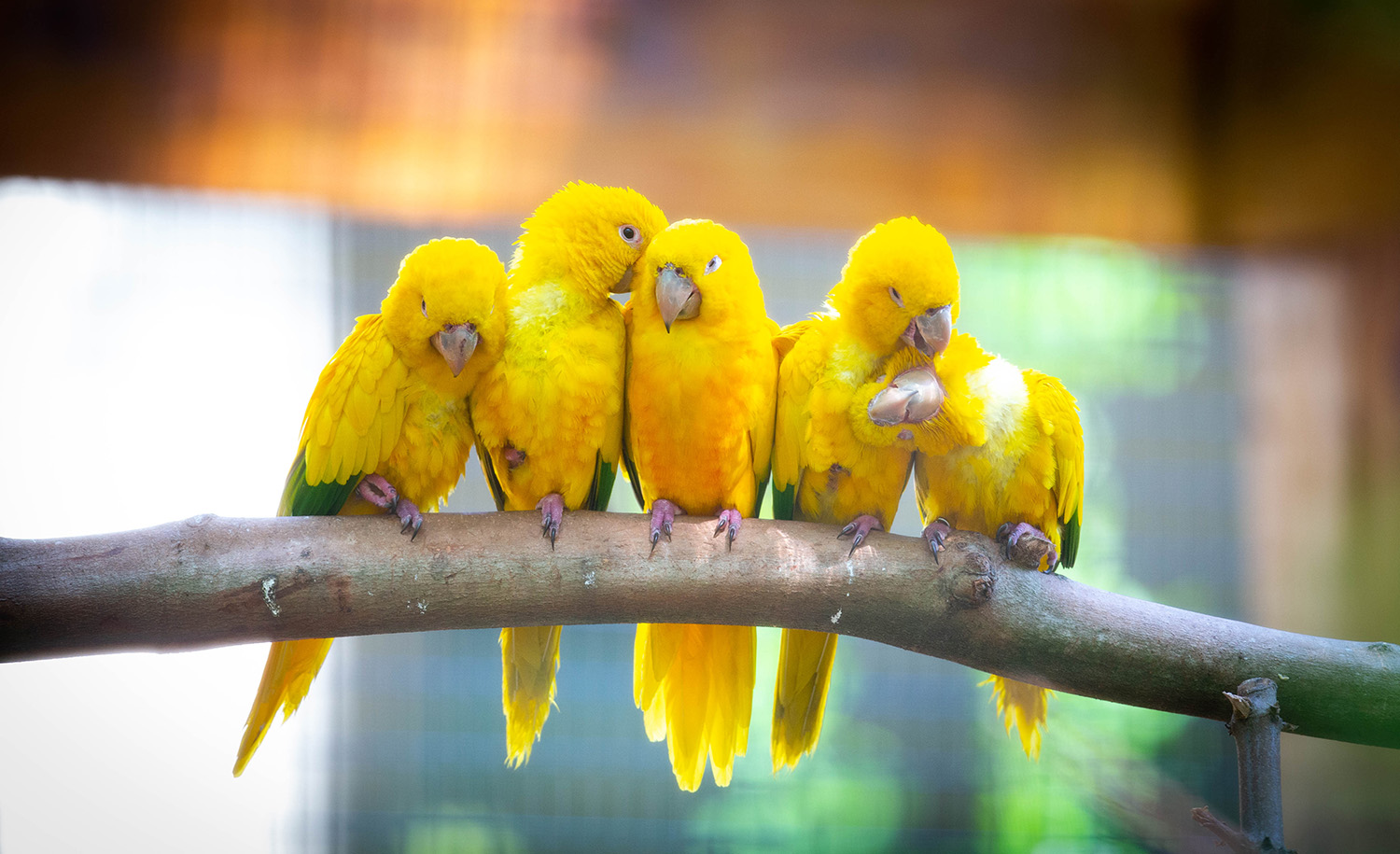 Golden conures parrots sit on a branch in their new enclosure at the Santa Fe College Teaching Zoo on April 28, 2020 in Gainesville, Fla.  (Matt Stamey/Santa Fe College )