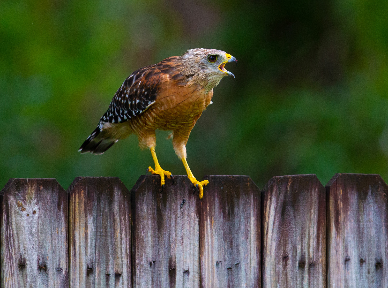 Hawk, backyard, frog, hawk eats frog