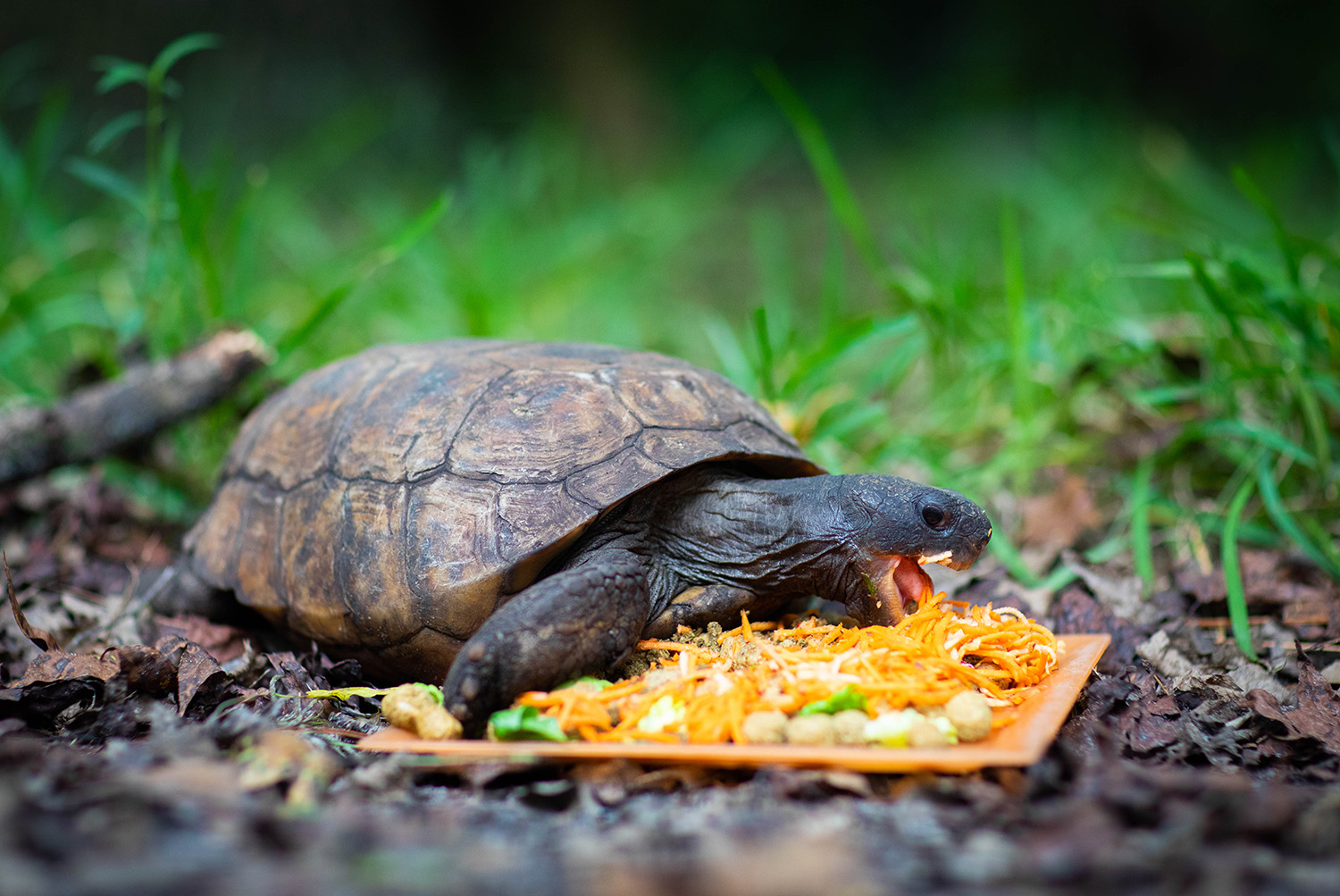 A Gopher Tortoise eats a meal at the Santa Fe College Teaching Zoo on Sept. 16, 2020 (Matt Stamey/Santa Fe College ) ***Subjects Have Releases***