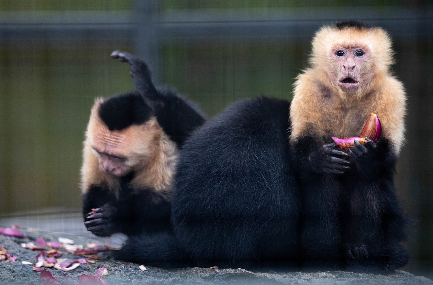 White-Throated Capuchins eat red onions and spread the scent over themselves at Santa Fe College Teaching Zoo prior to their reopening seen on Sept. 28, 2020 (Matt Stamey/Santa Fe College ) ***Subjects Have Releases***