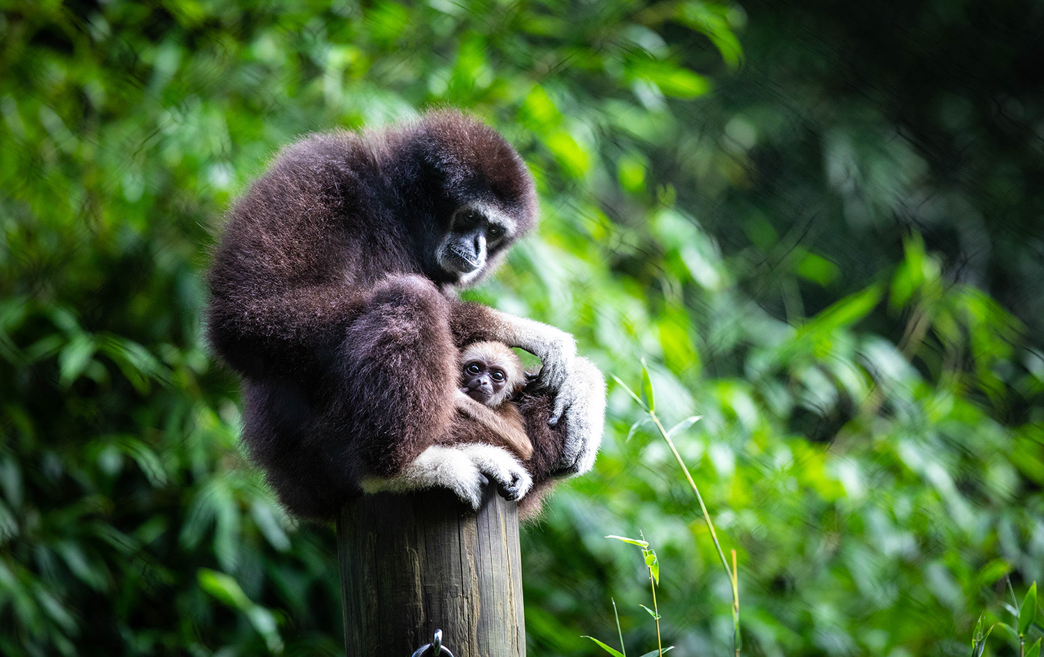 Cajun, the white-handed gibbon at the Santa Fe College Teaching Zoo with her newborn baby photographed on Oct. 12, 2020.(Matt Stamey/Santa Fe College ) ***Subjects Have Releases***