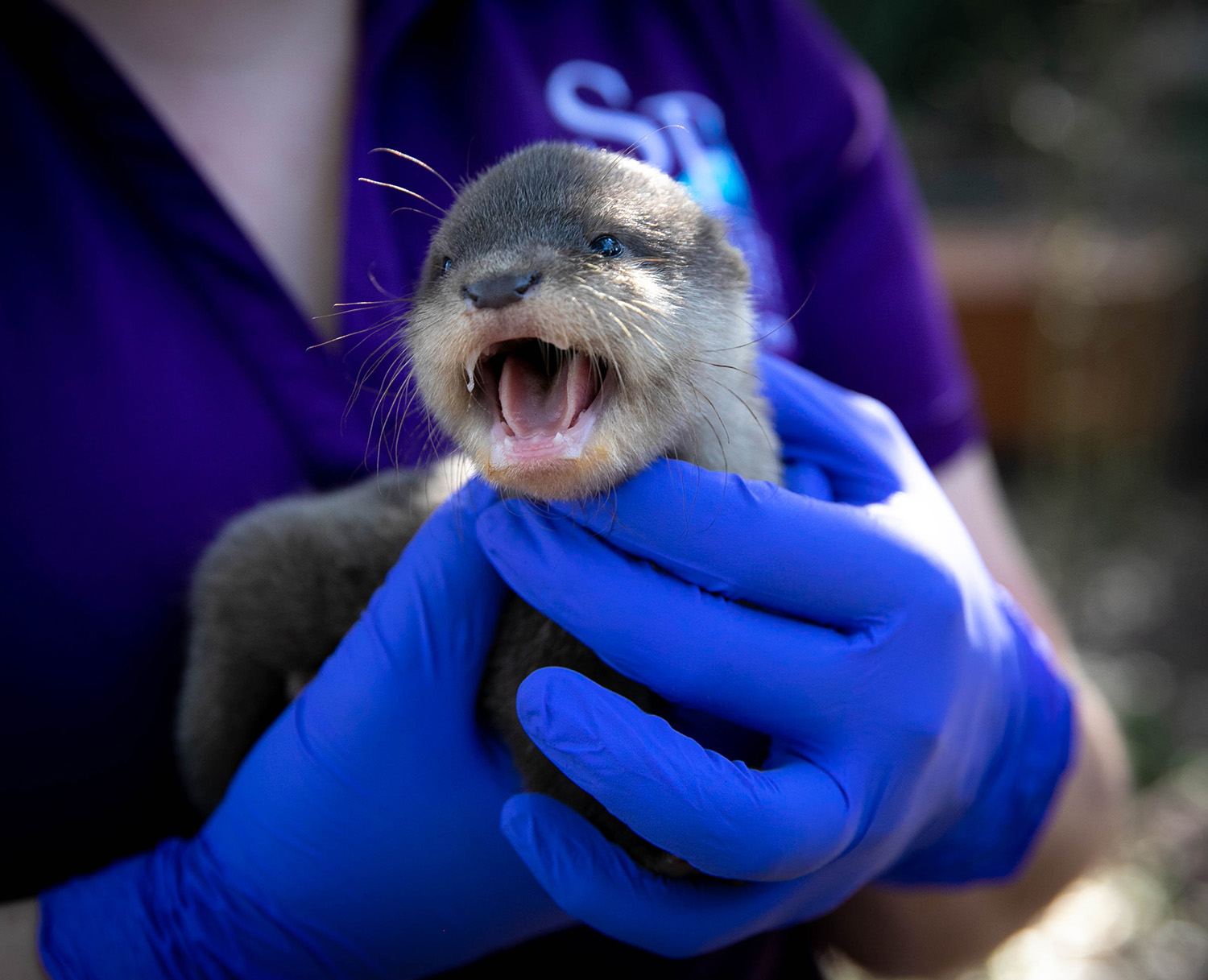 Zoo students and staff work to determine the weight and gender of five baby otters at the Santa Fe College Teaching Zoo on Jan. 15, 2020 in Gainesville, Fla.  (Matt Stamey/Santa Fe College ) ***Subjects Have Releases***