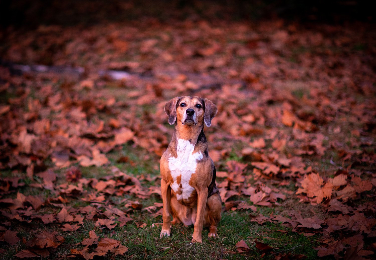 Roux in Leaves on Tuesday, Dec. 22, 2020 in Gainesville Florida