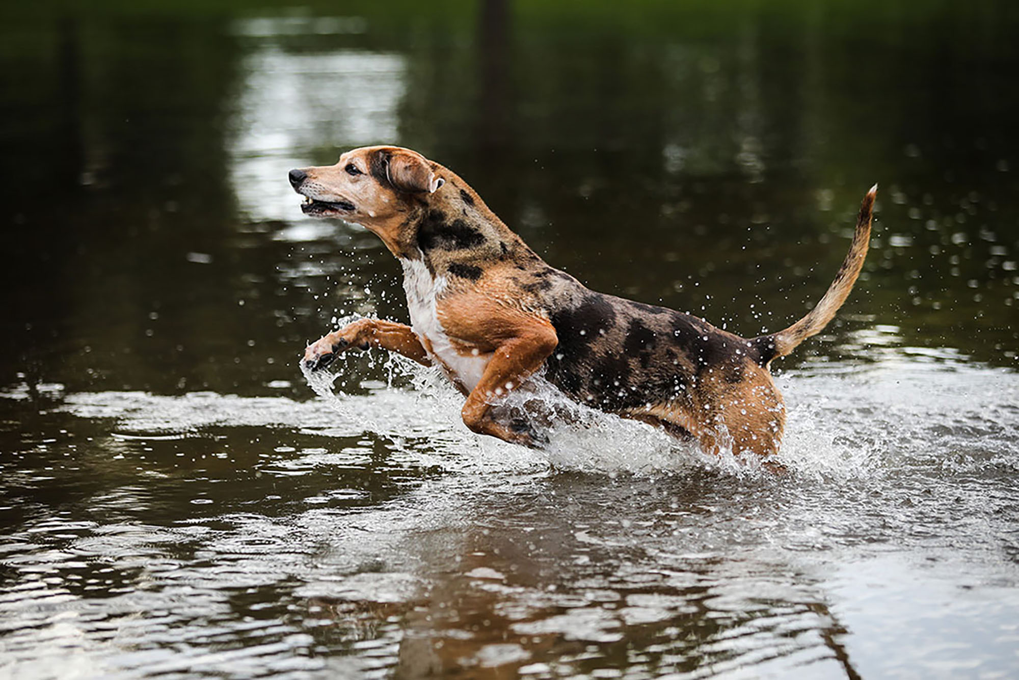 Possum Creek Dog Park with Roux, RBG, Jade and Murphy on July 8, 2021 in Gainesville, Fla. (Photos by Matt Stamey)