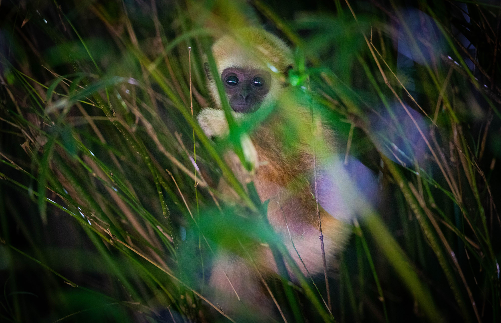 Santa Fe College Teaching Zoo Gibbons, baby gibbon, photographed on May 7, 2021. (Matt Stamey /Santa Fe College ) ***Subjects Have Releases***