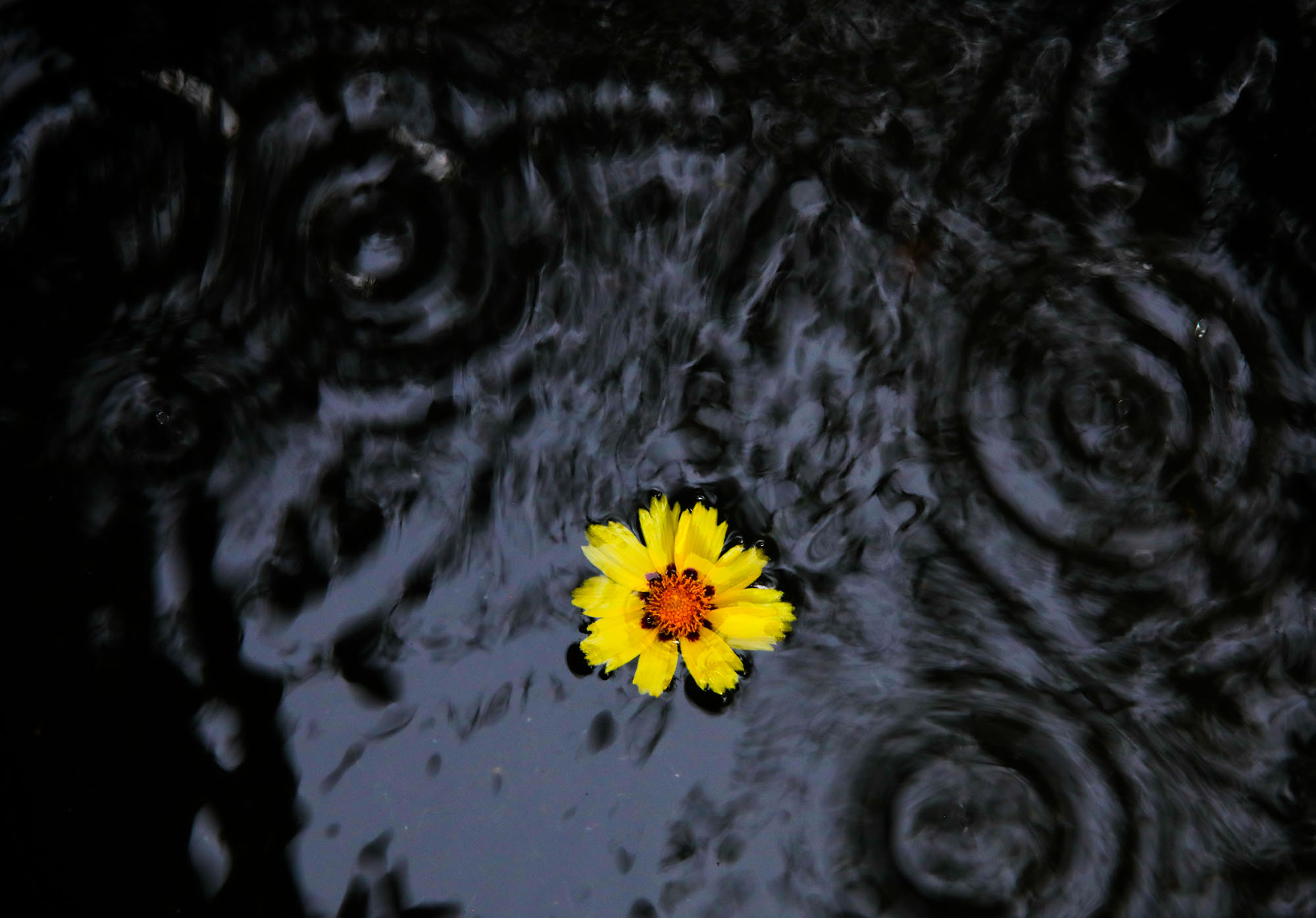 A Coreopsis, the state wildflower of Florida, floats among the ripples of rain water that have filled a dog's water bowl in a backyard of Gainesville, Florida on Wednesday, June 23, 2021.