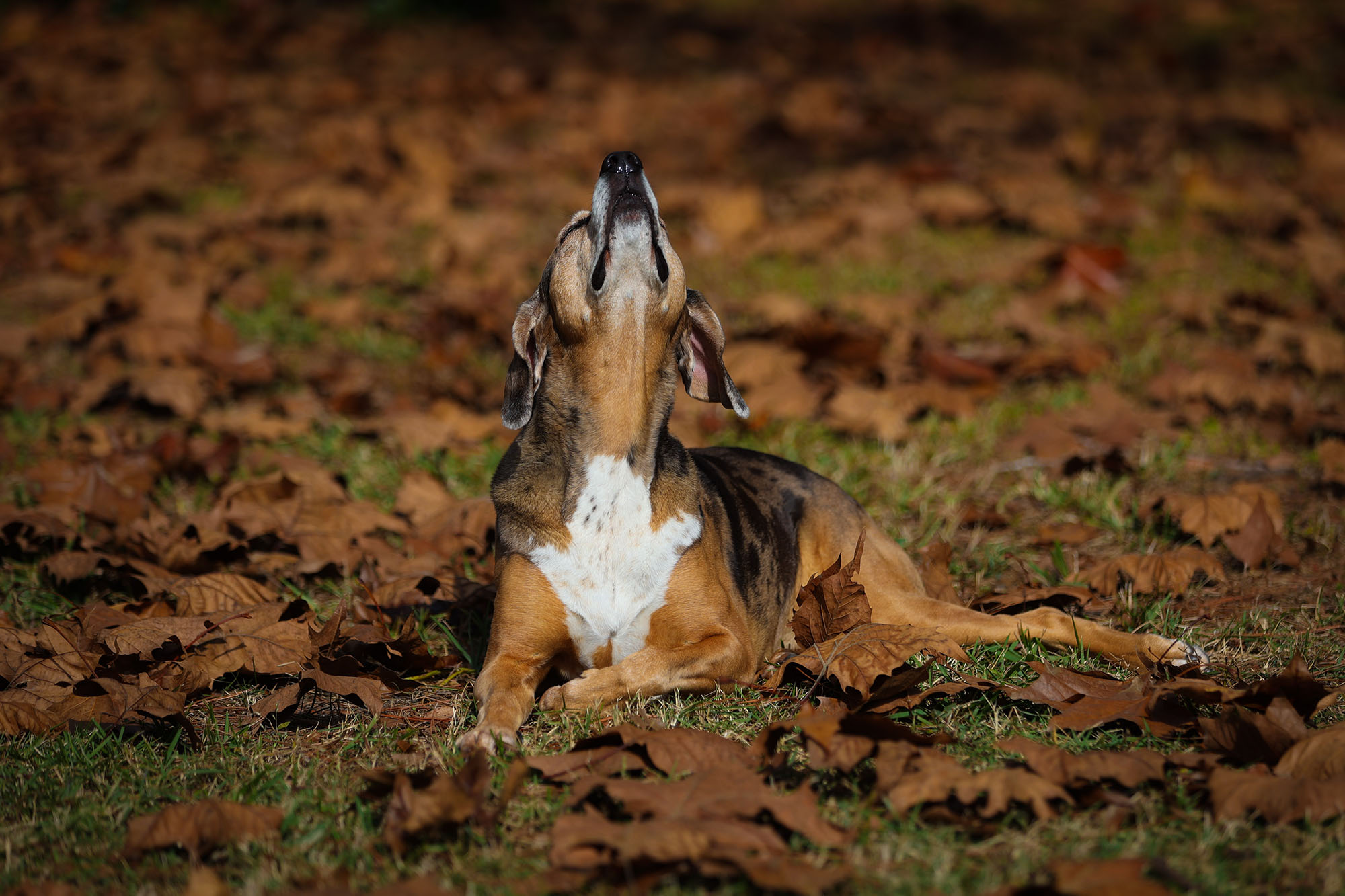 Roux in leaves in my backyard on Dec. 8, 2021 in Gainesville, Florida